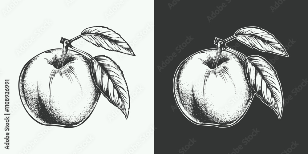 Fototapeta premium Vintage engraving gravure retro style fruit peach illustration