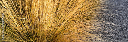 Golden dry ornamental grass contrasting with dark gravel, symbolizing drought resilience and sustainable landscaping solutions photo