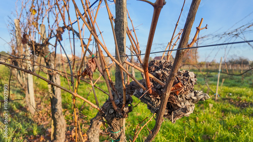 Fotografi A close-up of dormant grapevines in a vineyard, symbolizing winter in viticultur