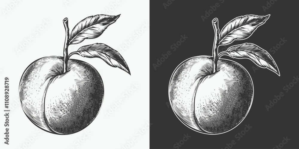 Fototapeta premium Vintage engraving gravure retro style fruit peach illustration