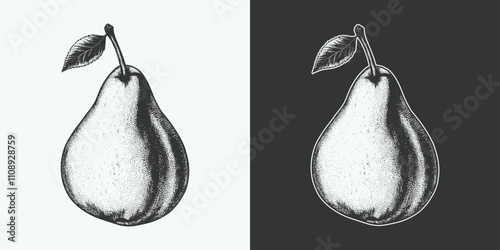 Vintage engraving gravure retro style fruit pear illustration