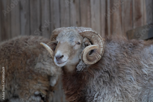 ram and sheep on a farm photo