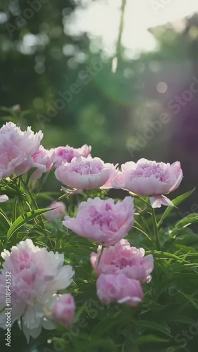Beautiful pink peonies in full bloom basking in warm sunlight, surrounded by lush greenery, creating a serene garden view