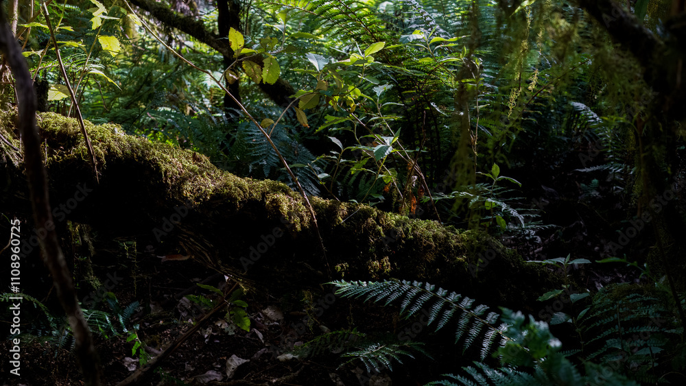 Fototapeta premium landscape shot of flora and fauna in the forest