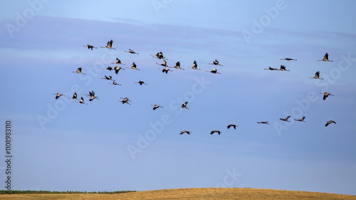A flock of cranes flies across the cloudy sky. Common crane or Eurasian crane (Grus grus).