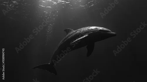 Fototapeta samoprzylepna A black and white photo of a dolphin swimming in the ocean