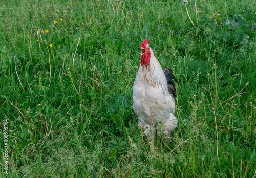 A white crowing rooster strolling in the green grass