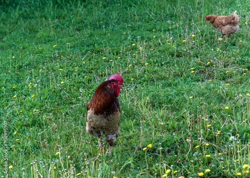  Strolling brown rooster and chicken on the green grass in the field