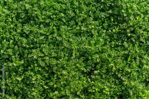 Vertical, beautiful green lawn for background
