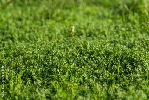  Beautiful, natural, green lawn for background