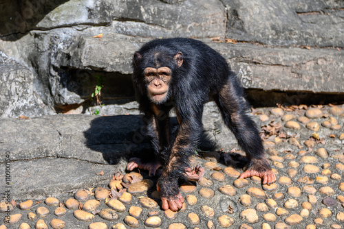 The Chimpanzees in the Zoo