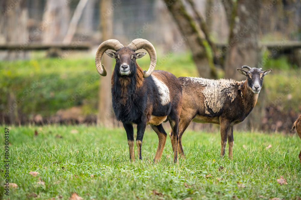 Fototapeta premium Mufflonherde auf einer Wiese