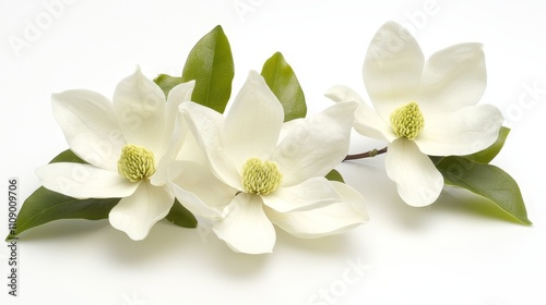  three white magnolia flowers with green leaves on a white background The flowers have delicate petals and a yellow center, and the leaves are a vibrant green The