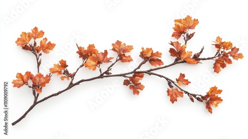  a branch with orange leaves on a white background The leaves are a vibrant orange color, and the branch is a deep brown The contrast between the two colors create