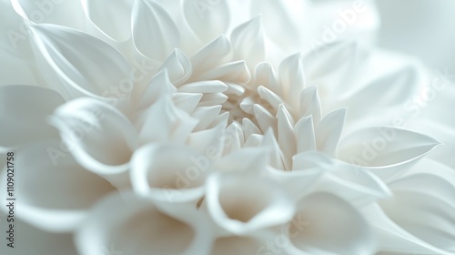 Close-up of a pristine white dahlia flower, showcasing its delicate petals and intricate structure.