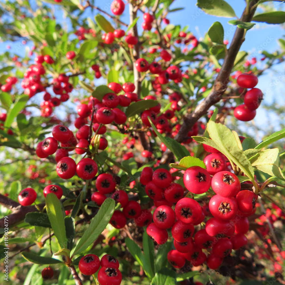 Obraz premium 日本で秋にピラカンサスが赤い実を付けています