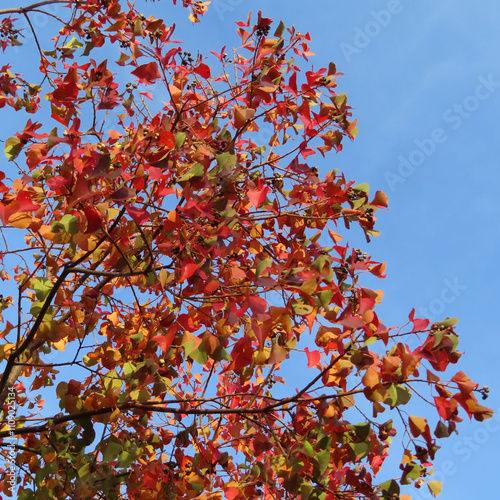 日本で秋にナンキンハゼが紅葉しています photo