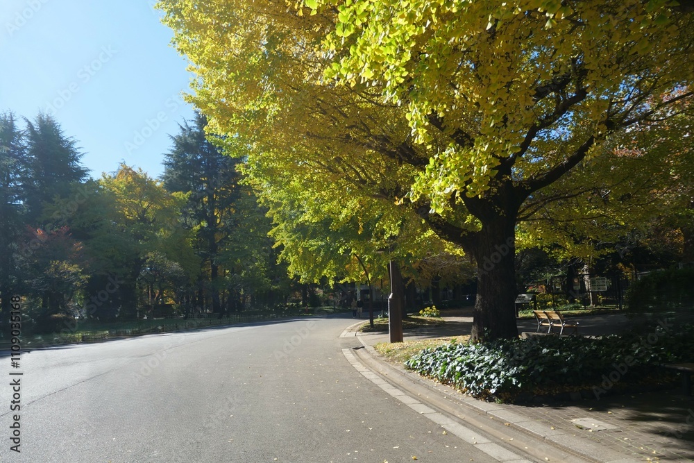 Obraz premium 色づいた日比谷公園のイチョウ