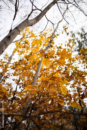 Close up of yellow oak leaves on tree branches in the forest.