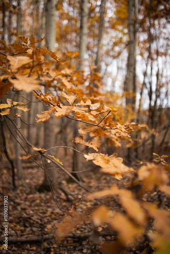 Close up of yellow oak leaves on tree branches in the forest.