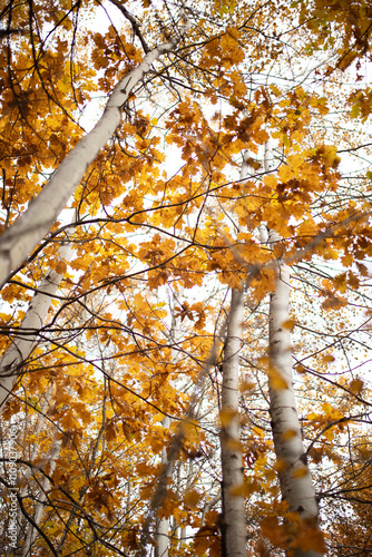 Close up of yellow oak leaves on tree branches in the forest.