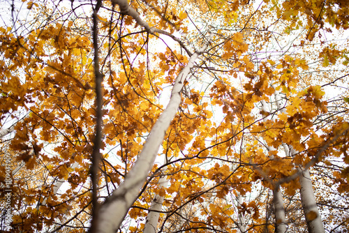Close up of yellow oak leaves on tree branches in the forest.