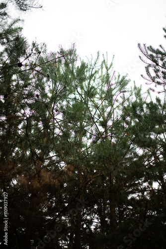 Pine branches with cones on it.