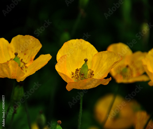 Islandmohn photo