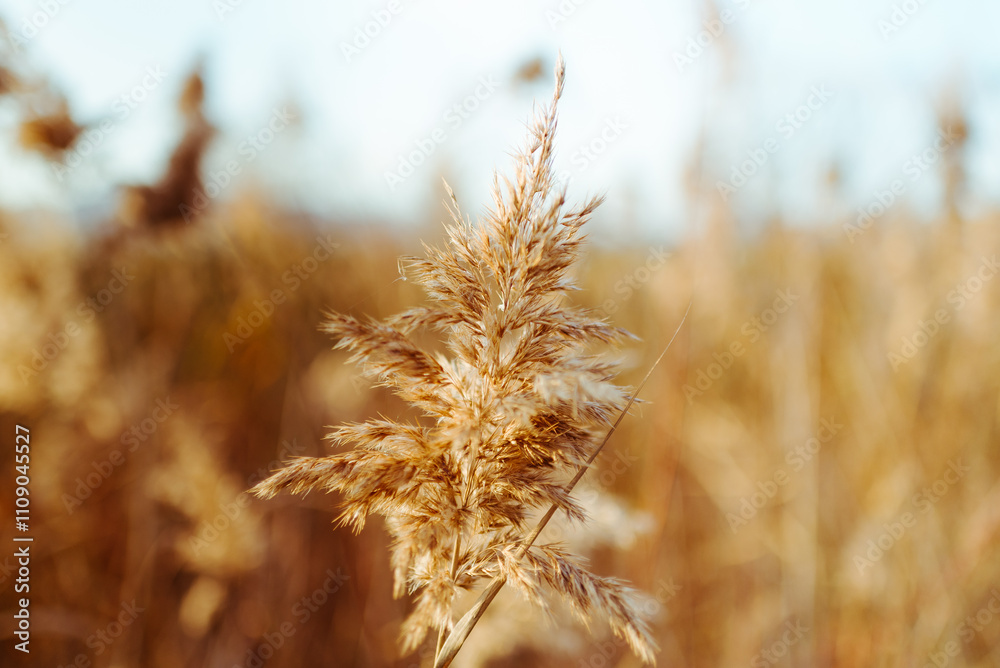 Obraz premium Golden Reed Against Blue Sky with Soft Clouds..