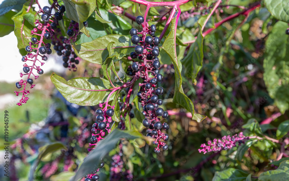 A perennial broad-leaved plant (Phytolacca decandra) with the common name: (Sekerciboyası)