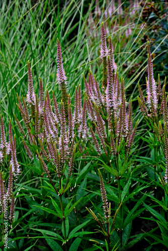 Veronicastrum virginicum in close up.