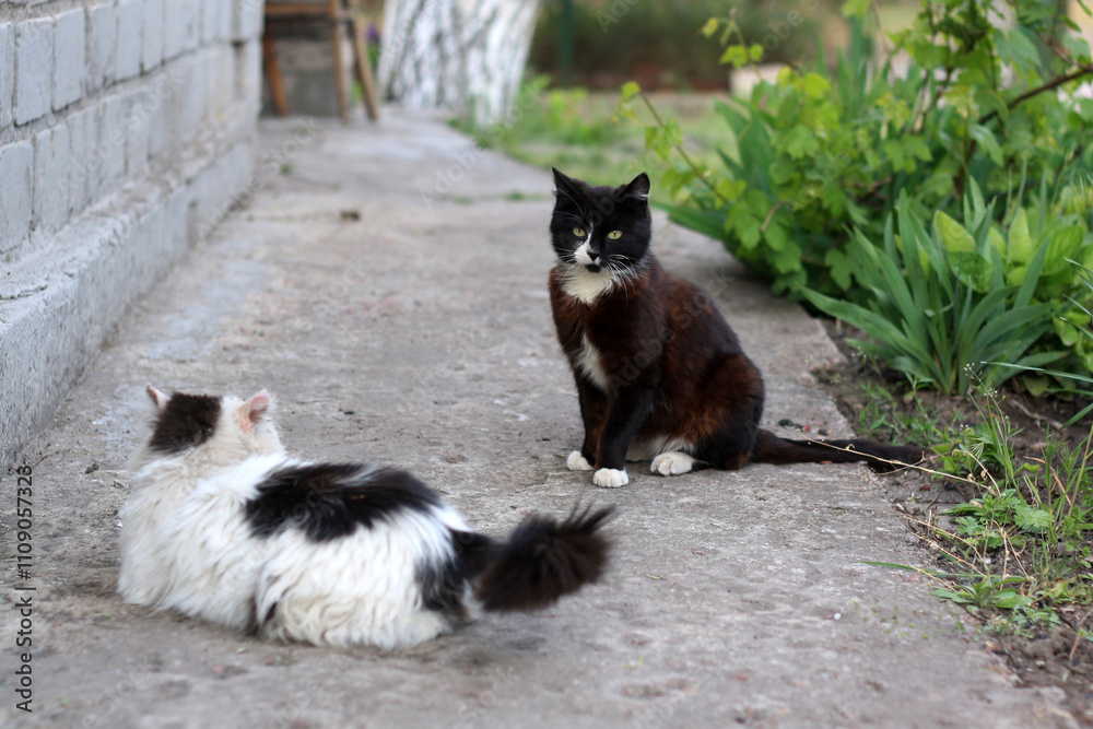Obraz premium two cats are sitting on the ground and one has a black and white face