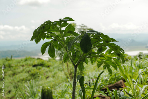 Amorphophallus muelleri plant or called porang in some areas photo