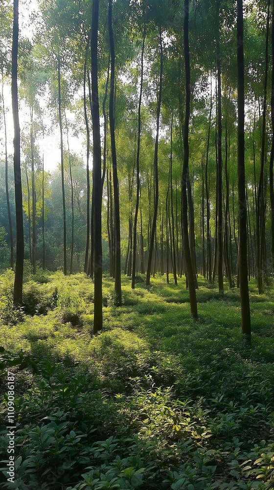 Obraz premium Sunlit forest with tall trees