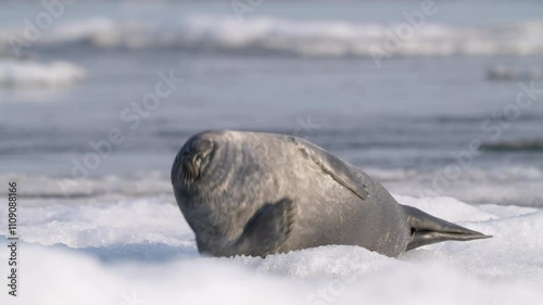 Alone serene seal resting on floating ice floe in the water, looking around