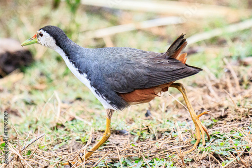 White-breasted Waterhen Walking in Natural Habitat, Mai Po Natural Reserve, Hong Kong photo