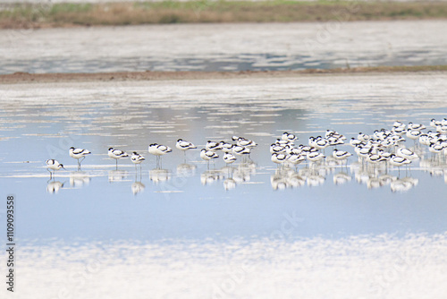 Flock of Pied Avocets Resting in Wetlands, Mai Po Natural Reserve, Hong Kong photo