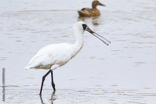 Black-Faced Spoonbill Catching Shrimp in Shallow Water, Mai Po Natural Reserve, Hong Kong photo