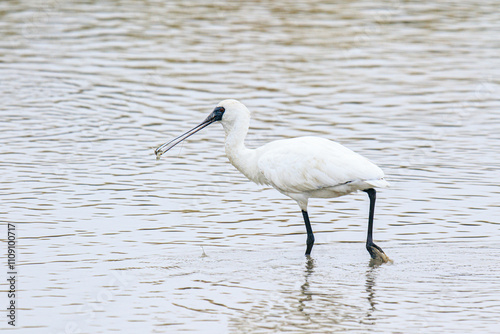 Black-Faced Spoonbill Catching Shrimp in Shallow Water, Mai Po Natural Reserve, Hong Kong photo