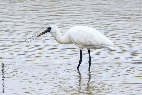 Black-Faced Spoonbill Catching Shrimp in Shallow Water, Mai Po Natural Reserve, Hong Kong photo