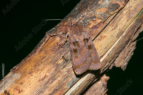 	
Schwarzes C (Xestia c-nigrum) an einem Baumstamm	
 photo