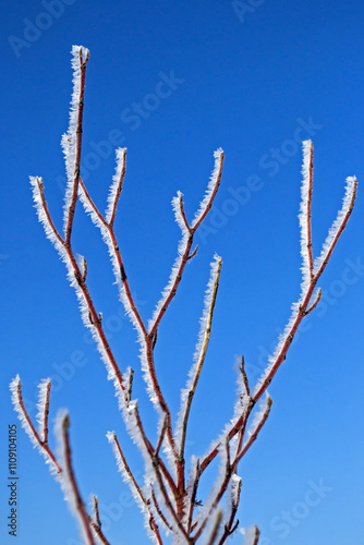 Frost pattern on three branches at sunny winter day. Ice crystals freezing after fog with changes in temperature and air humidity.
