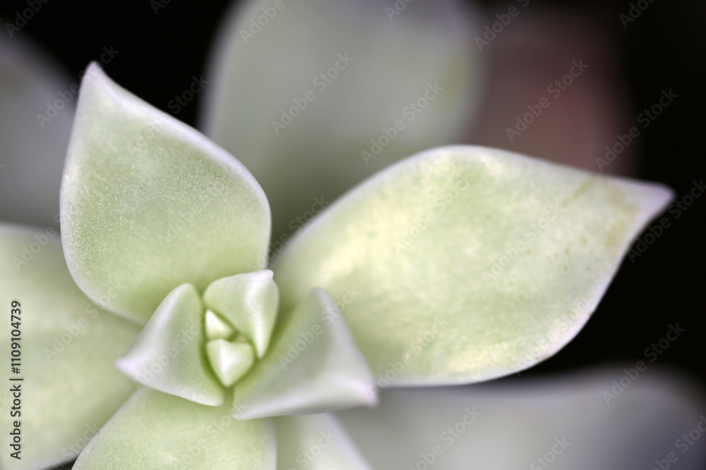 Leaves of Graptopetalum paraguayense - Mother-of-pearl-plant - Ghost plant - succulent plant - jade plant family - Crassulaceae