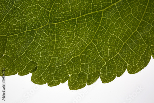 Leaf vascular system lit by transparence