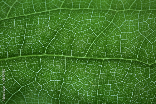 Leaf vascular system lit by transparence