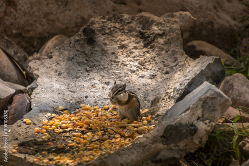 Squirrel, Chipmunk eating seeds