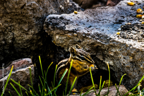 Squirrel, Chipmunk on a rock photo