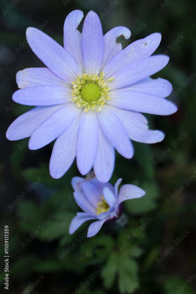 Obraz premium Greek anemone - Anemone blanda 'Blue Shades' - Ranunculaceae