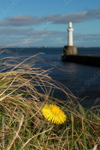 Tussilago farfara - Coltsfoot - Asteraceae - Beacon - Peer - Nigg Bay - Aberdeen - Scotland - UK photo