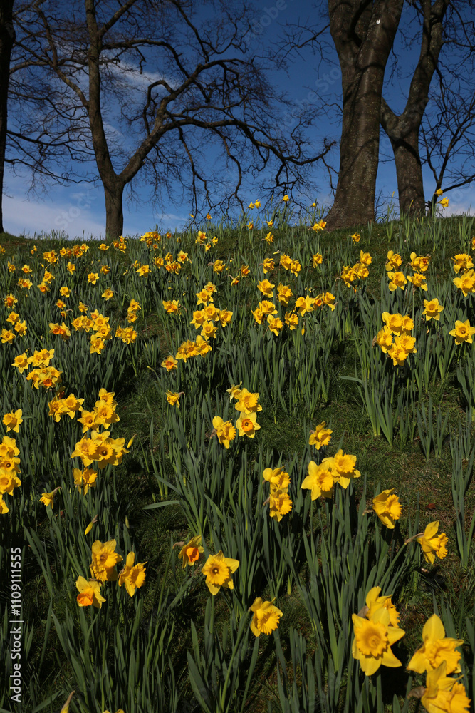 Obraz premium Daffodils in flower - Narcissus - Jonquil - spring-flowering bulbous perennials - Amaryllis family - subfamily Amaryllidoideae - Duthie park - Aberdeen - Scotland - UK
